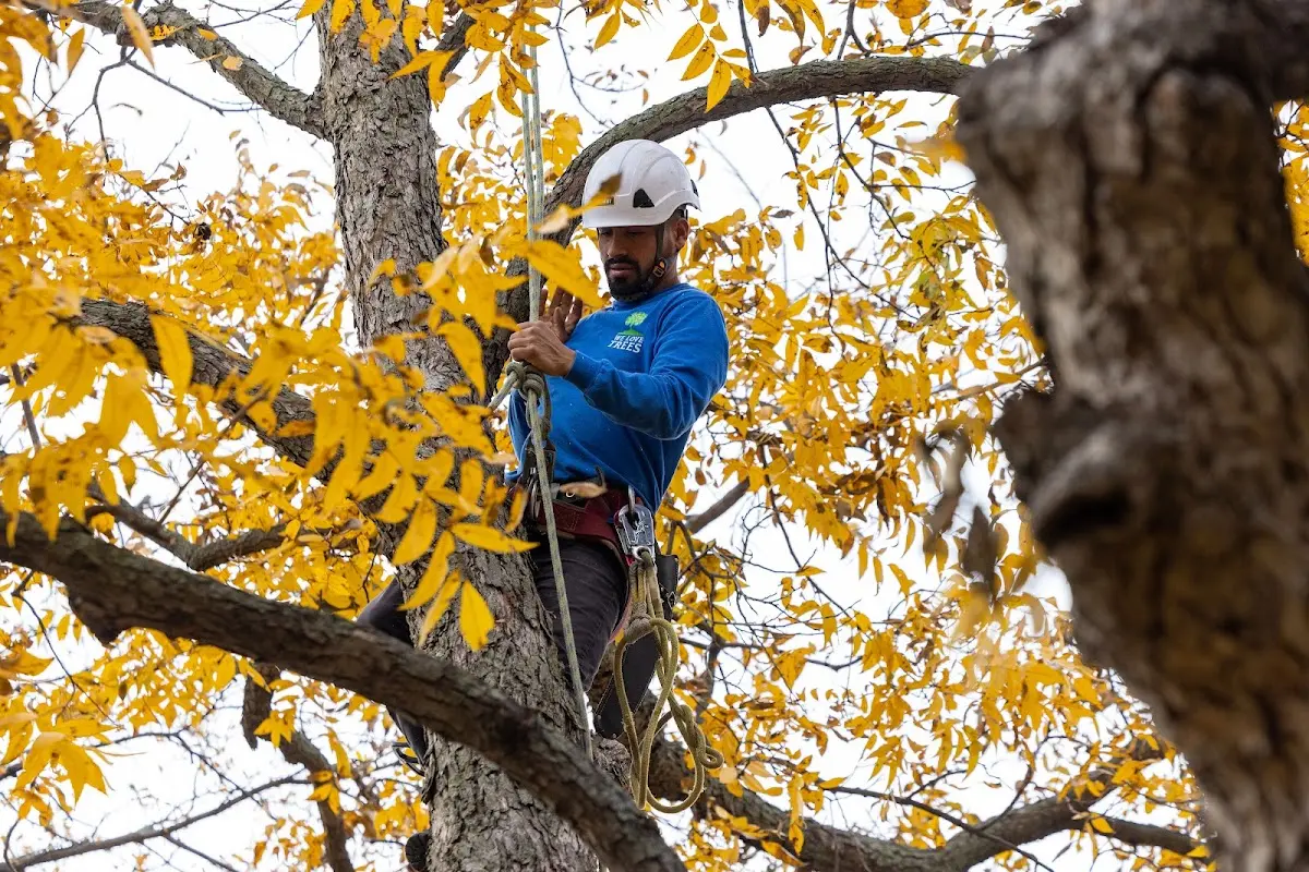 Skilled Tree Trimming crew working in Seiling